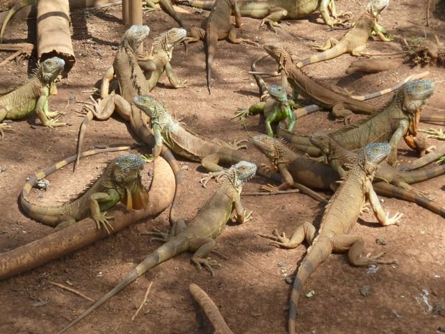 what's the collective noun for iguanas?
