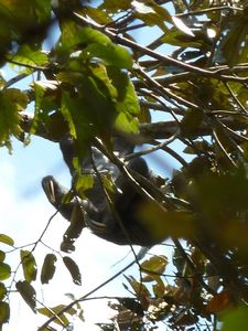 distant sloth, Parque Natural Metropolitana
