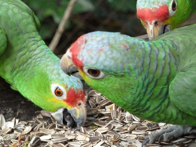 parrots at La Mariposa