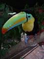 latest Mariposa toucan