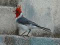 a red-crested cardinal 