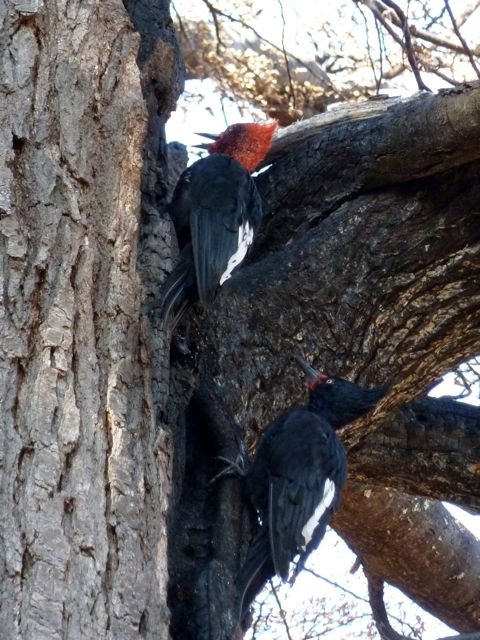 Magellanic woodpeckers