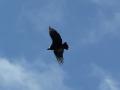 soaring condor