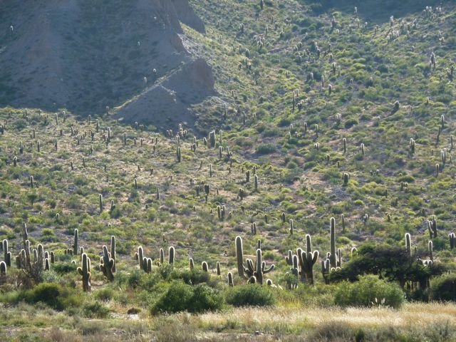 cactus-land