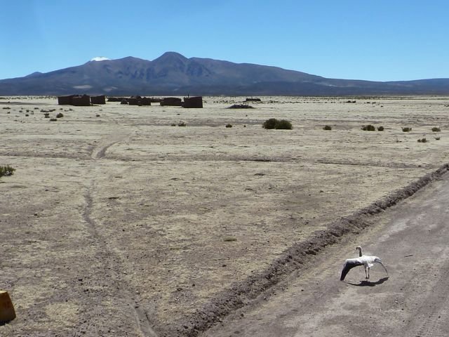 young flamingo, en route between the Valley of the Rocks and Uyuni