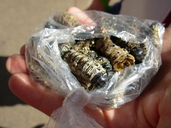 dried mopane worms