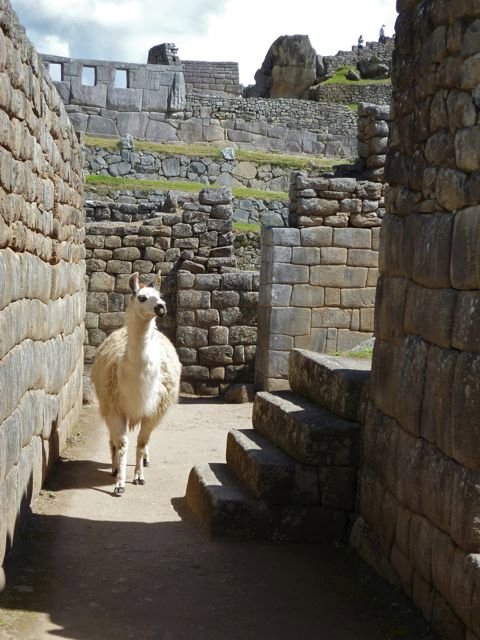 Machu Picchu's open to all