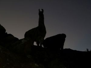 llamas near Cancha Cancha