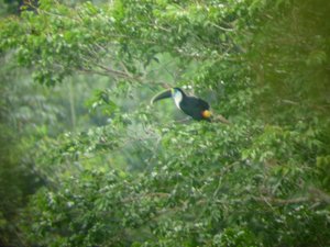 white-throated toucan