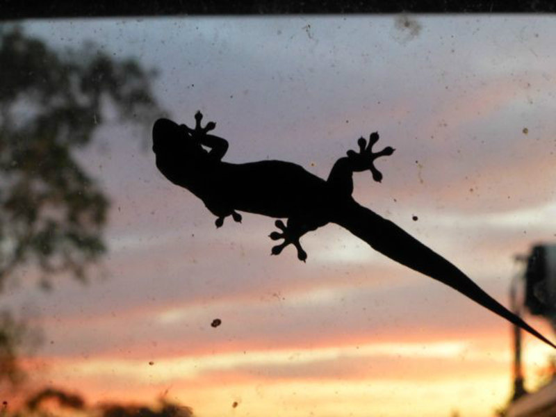 gecko in the sunset, Fowlers Gap