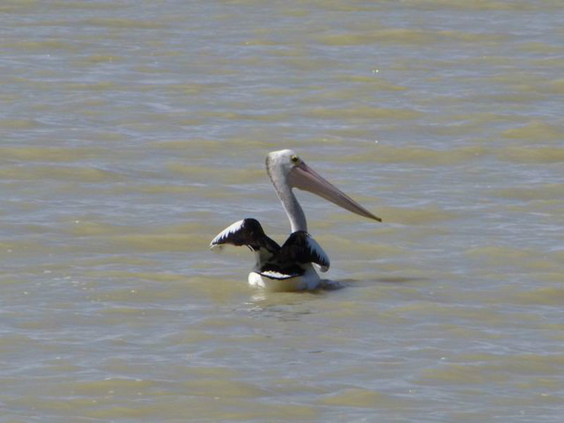 Australian pelican on Lake Benanee
