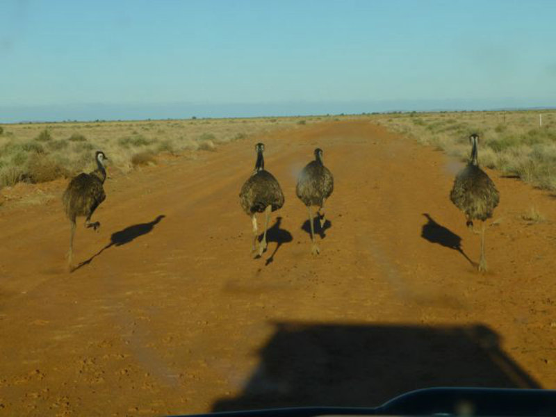 emus, Fowlers Gap