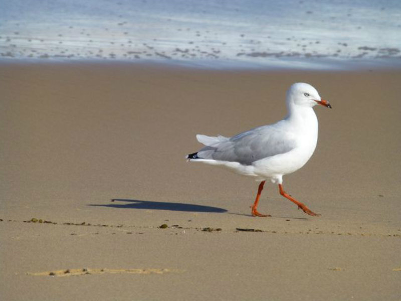 silver gull, Thirroul beach