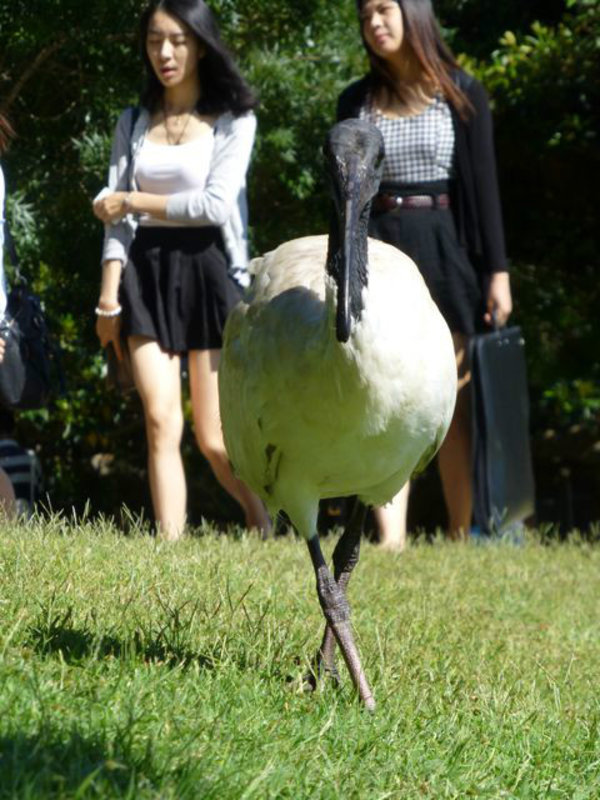 UNSW students...and a sacred ibis