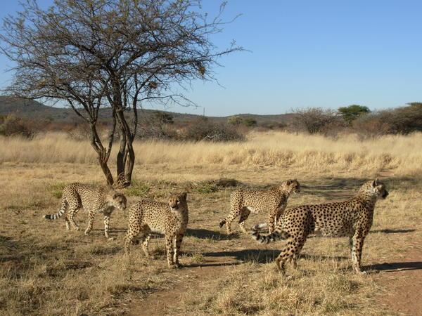 cheetah at Okonjima
