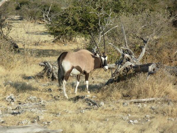 oryx at Etosha