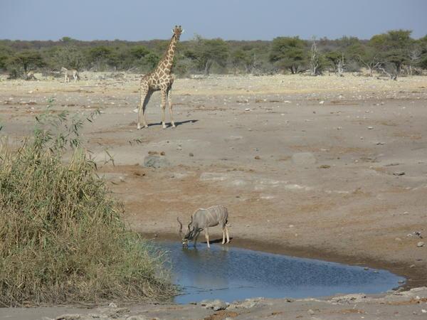 giraffe and kudu at Etosha