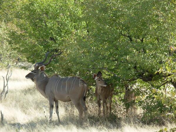 kudu family in Etosha