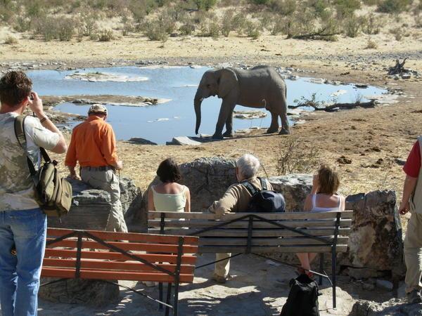 elephant at Halali waterhole, Etosha