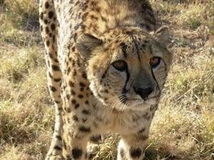 cheetah at Okonjima