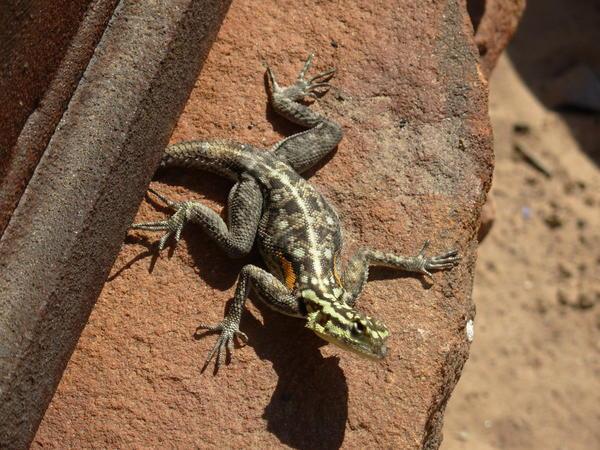 lizard near Twyfelfontein