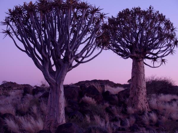 quiver trees at dawn