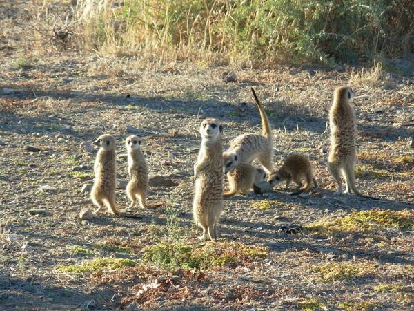 a busy meerkat family