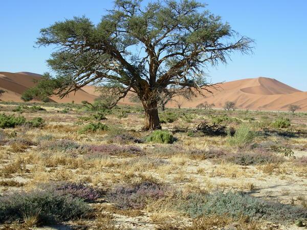 tree in the pan on our way to Deadvlei