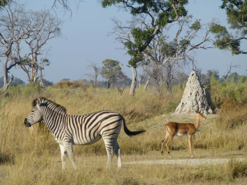 one of each: zebra and impala