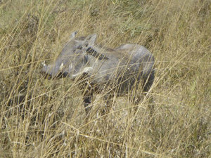 an unexpectedly calm warthog