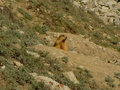 rare wildlife sighting:  a marmot