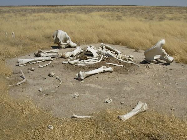 elephant skeleton in Etosha