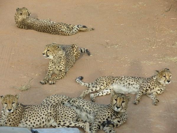 habituated cheetah at Africat