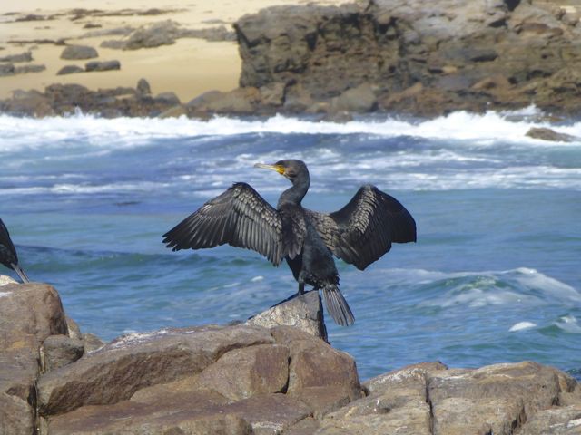 great cormorant at Mystery Bay, Narooma