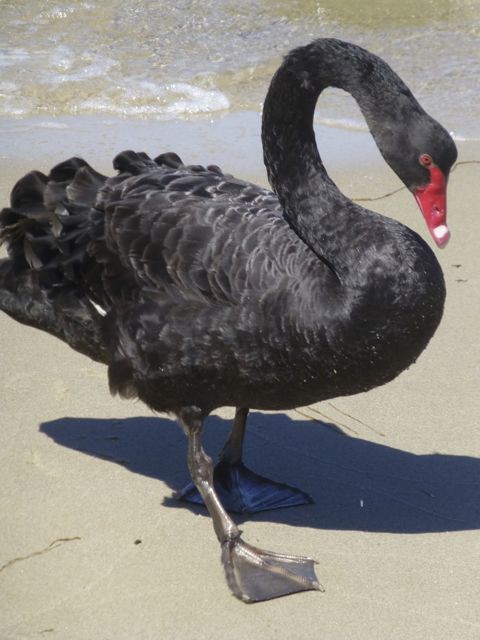 black swan, Lakes Entrance