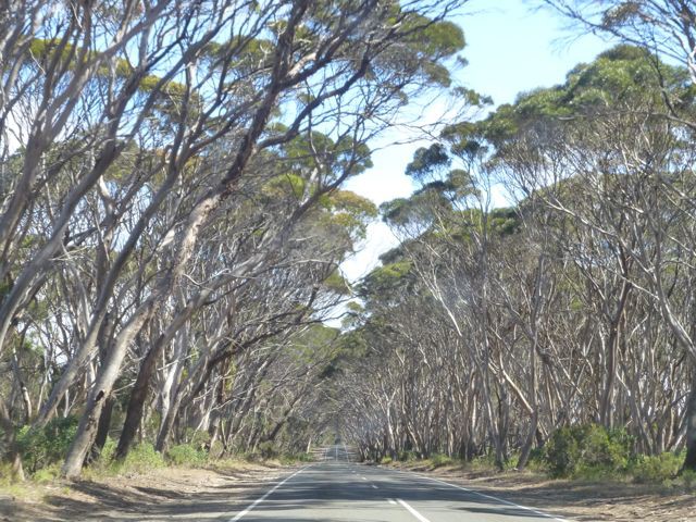on the way from Penneshaw to American River, Kangaroo Island
