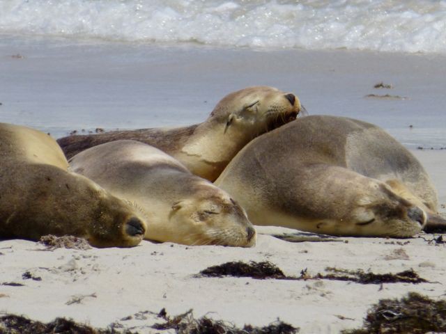 Australian sealions, Seal Bay, Kangaroo Island
