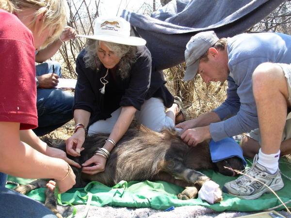 working up the brown hyena in the field