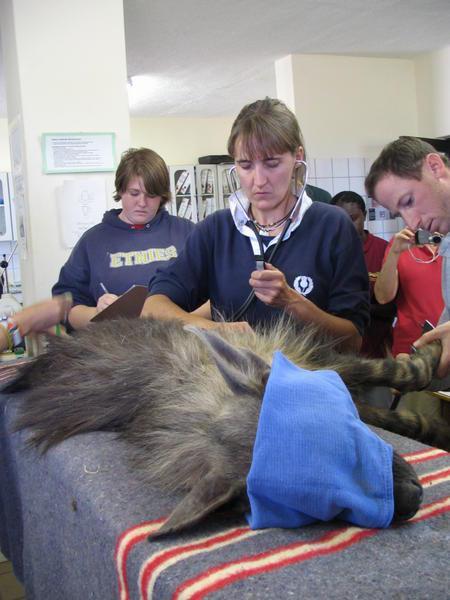 helping with the hyena work-up in the clinic