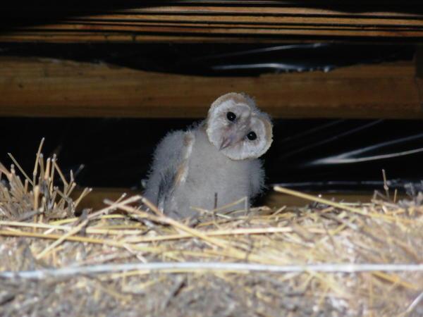 one of the junior owls nesting above the dining room