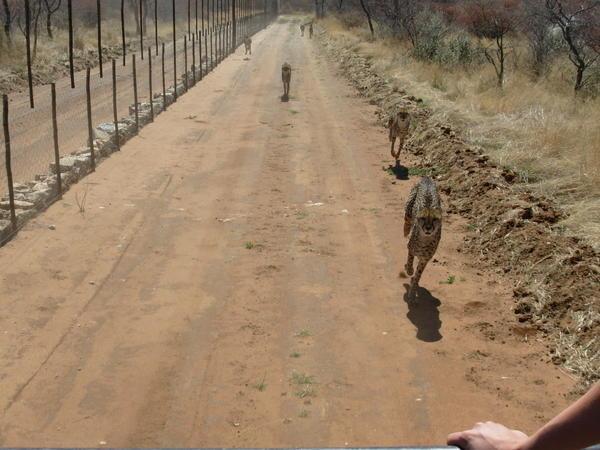 running the Bellebeno cheetahs before feeding them