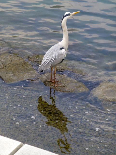 life goes on, a grey heron in the Peace Memorial Park