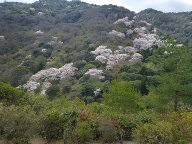 cherry blossom hillside