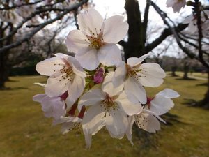 cherry blossom in Kōraku-en, Okayama