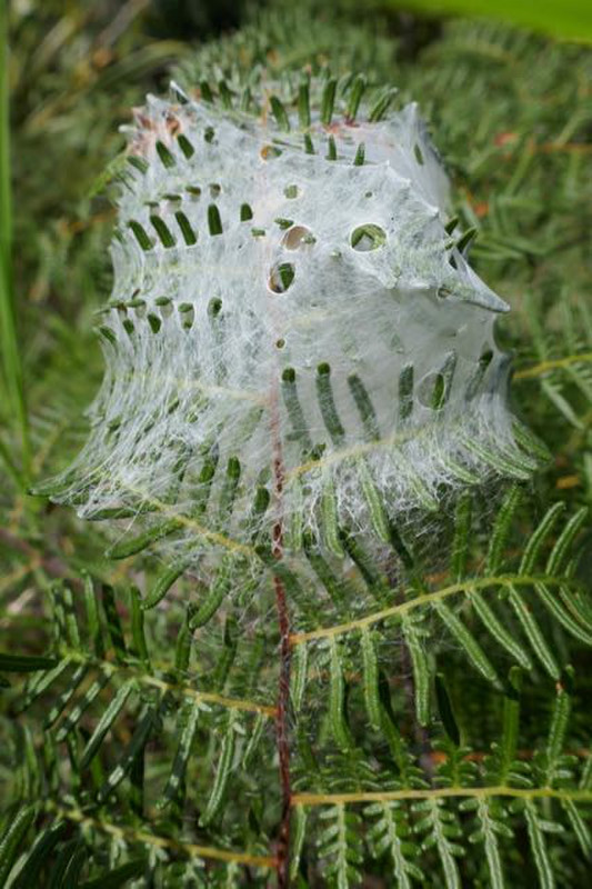 woven fern - spider's web, Tutukaka Recreation Reserve