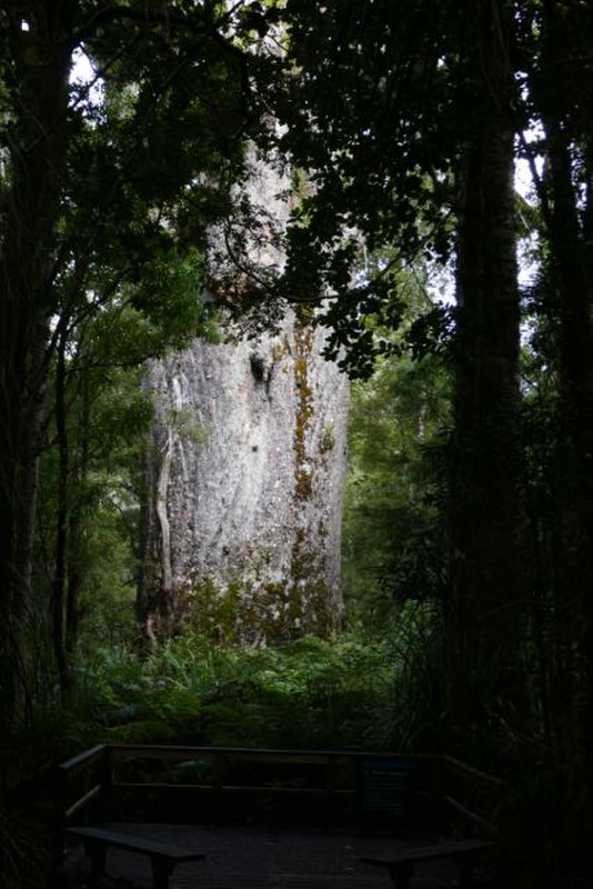 arboreal giant - Tane Mahuta, Waipoura Forest