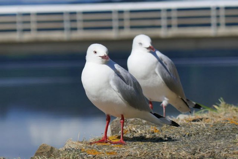 seeing double - red-billed gulls at Kohukohu