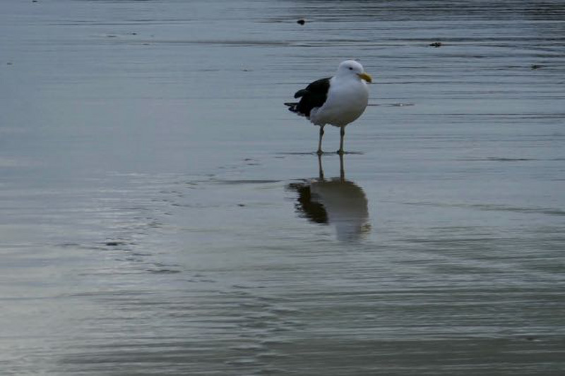 footprints in the water - blackbacked gull, Ripiro Beach