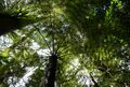 tree ferns at Whangerei Falls
