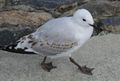 juvenile black-billed gull, Ngunguru